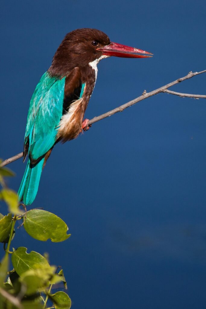 pexels-photo-2650403-2650403 Vibrant white-throated kingfisher perched on branch, Bharatpur, India.