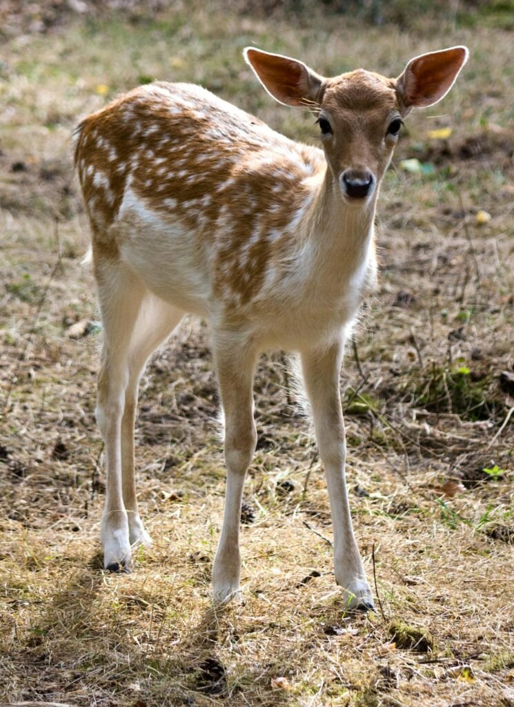 young-fallow-deer-kitz-fallow-deer-fur-60555-60555 A fallow deer fawn stands alertly on grass in natural light.